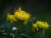 菊花1