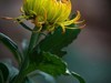 菊花1