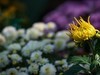 菊花1