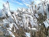 南岳衡山雾淞