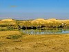 早春北疆之旅（51）：流经沙漠的额尔齐斯河