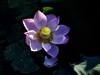 荷花（续）