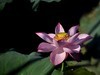 荷花（续）