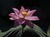 荷花（续）