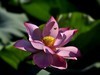 荷花（续）