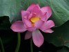 荷花（续）