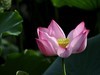 荷花（续）