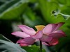 荷花（续）