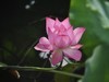 荷花（续）