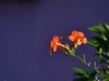 凌霄花
