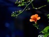 凌霄花