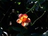 凌霄花