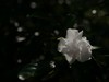 越秀公园随拍（4）