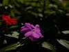 越秀公园随拍（4）