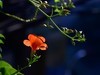 凌霄花