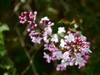 春风拂面花绽放