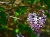 春风拂面花绽放