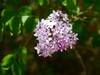 春风拂面花绽放