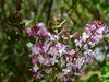 春风拂面花绽放