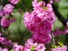 春风拂面花绽放