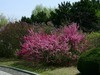 春风拂面花绽放