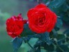 小雨后的月季花