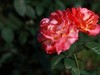 小雨后的月季花