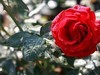 小雨后的月季花