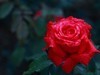 小雨后的月季花