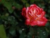 小雨后的月季花