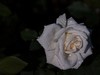 小雨后的月季花