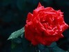 小雨后的月季花