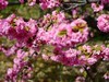 春风拂面花绽放