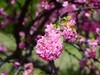 春风拂面花绽放