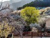 被樱花  杏花拥抱的小山村  超然村