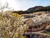 被樱花  杏花拥抱的小山村  超然村