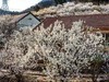 被樱花  杏花拥抱的小山村  超然村
