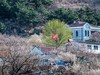被樱花  杏花拥抱的小山村  超然村