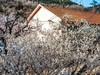 被樱花  杏花拥抱的小山村  超然村