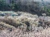 被樱花  杏花拥抱的小山村  超然村