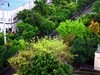 翠绿的黄桷树叶
