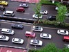 翠绿的黄桷树叶
