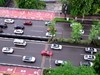 翠绿的黄桷树叶