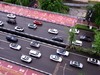 翠绿的黄桷树叶