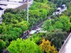 翠绿的黄桷树叶