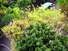 翠绿的黄桷树叶