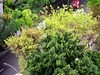 翠绿的黄桷树叶