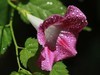 花上的雨滴