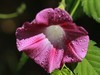 花上的雨滴