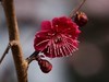 梅（朱砂）
